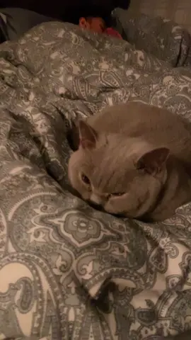 Mochi’s sleeping with Lalajee @theomarmukhtar 😴 #britishshorthair #bsh #bshblue #cat 