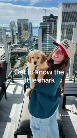 Replying to @Abreanna Jacobs im learning we all actually have small sharks out there pretending to be puppies. 😂🦈 Get to know @Mana Mayhem #goldenretriever #puppy 