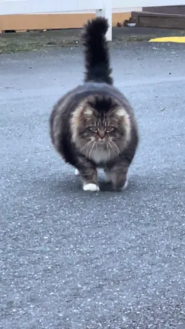 Love his little walk over and greets.  #ChunkyCat #CatWalk #CatVideo #CuteCat #FunnyCat #CatLover #ChunkyAndCute #FelineFriends #ViralCat #CatsofInstagram #AdorableCat #FluffyCat #CatLife #PurrfectMoment #MeowMonday #ChonkyCat #CatWalks #ChubbyCat #CatLove #PawsomeCat