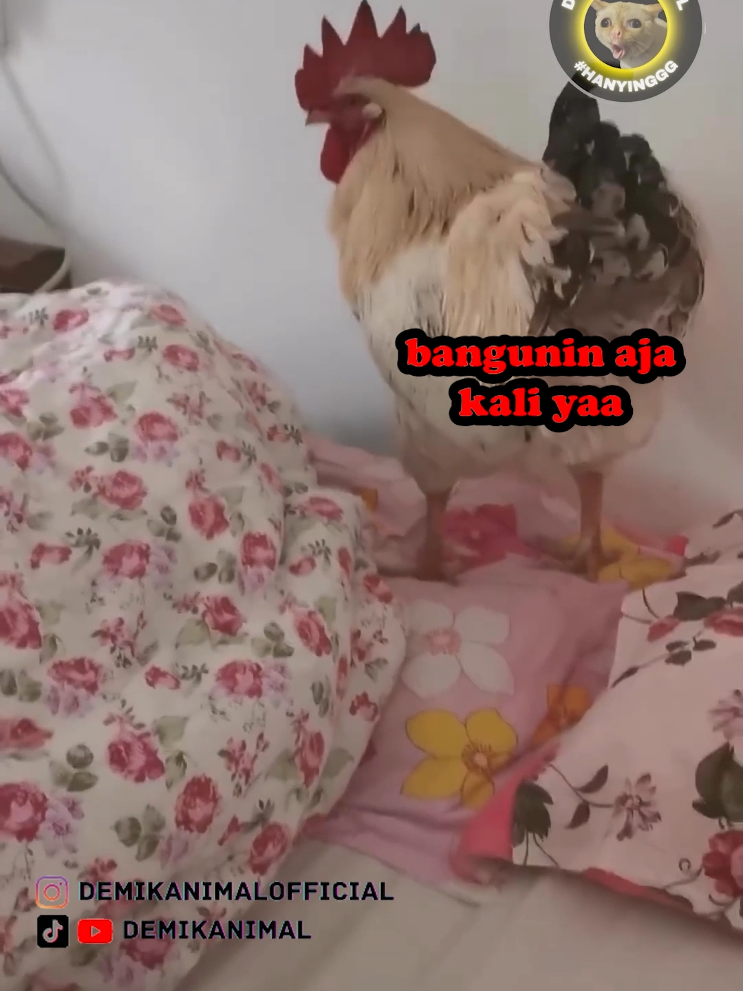 HAA KHUKHURUYUUGH #fyp #foryou #foryoupage #foryourpage #dubbing #dubbinglucu #dubbinghewan #dubbingbinatang #dubbingindonesia #demikanimal #demikanimalofficial