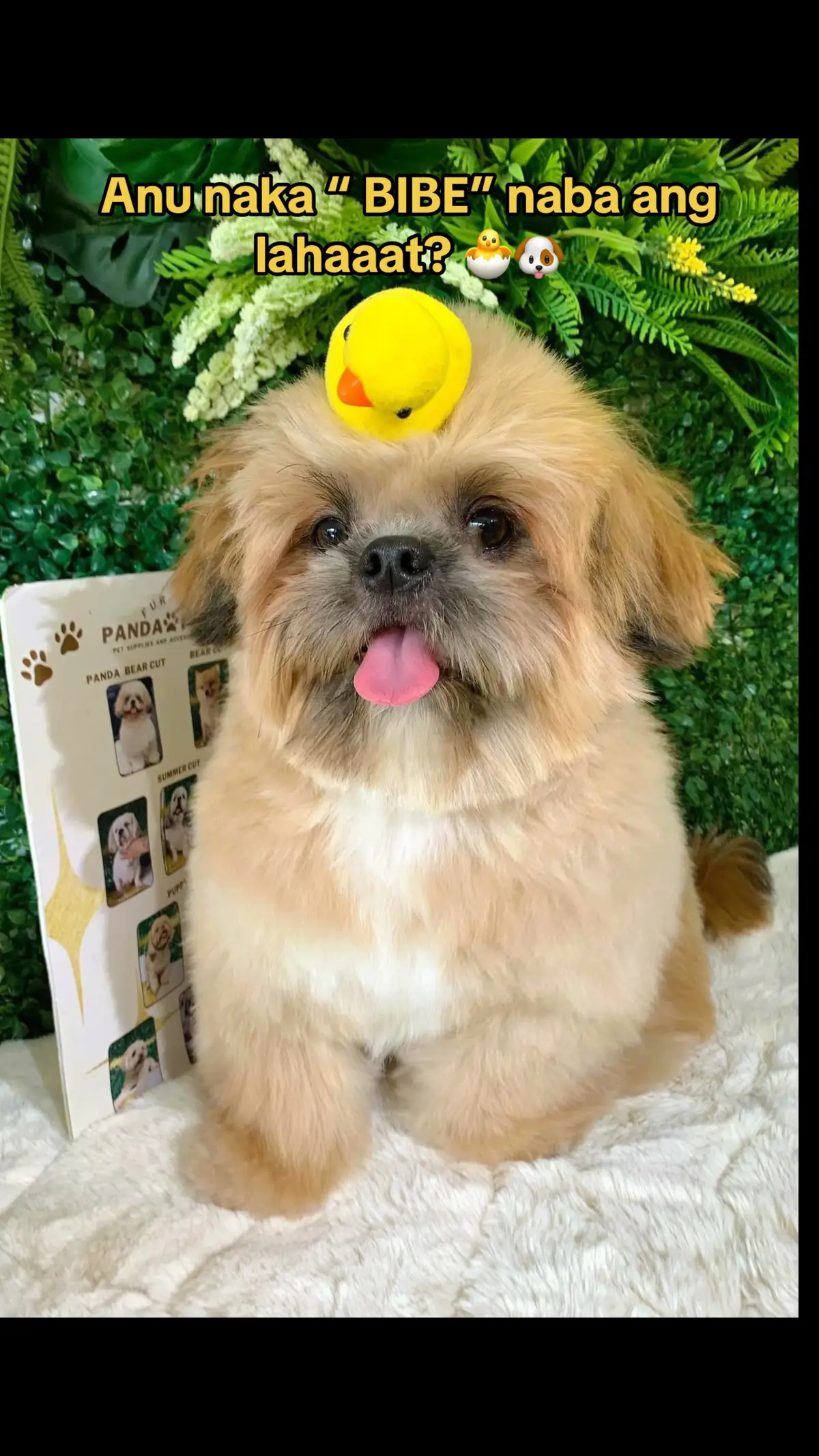 PASYON!  Anu naka “ BIBE” naba ang lahaaat? 🐣🐶 #asongadiksapandesal #pandapandesal #tostadongpandesal #pandapandesalfamily #bibe #shihtzusoftiktok #FYP 