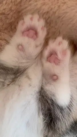 #cute #cat #fpy 