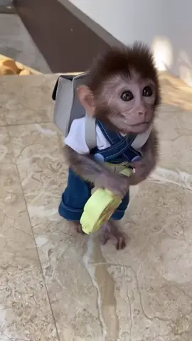 Denim cuteness on the run! 🐒🏃♂️ Watch our adorable monkey in overalls sprint with a backpack and a little yellow suitcase, bringing joy with each tiny step. 🎒💛 #DapperMonkey #TinyAdventurer #monkey #monkeys #monkeylove #cutemonkey #cute #primates #animals