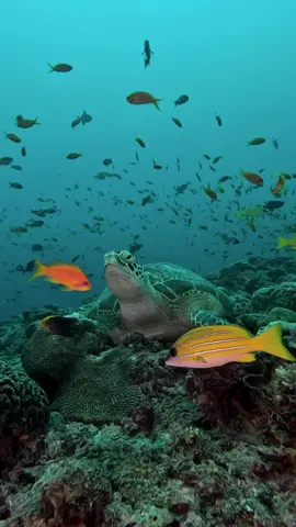 #hillsong #longervideo #foryoupage❤️❤️ #videobackground #underwater #sea #nature #viewofnature #ocean 