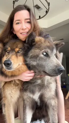 its wolfie shedding season 🐺#malamute #shepherd #husky  #wolfdog #dogsoftiktok #bigdog #dogs #wolf #grooming #oneisalldoggroomingkit 