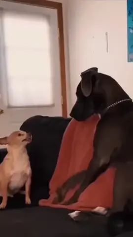 the last one #pet #cat #dog #cute #animals #foryou #fyp 