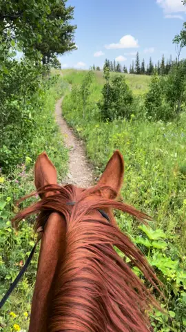 Dreaming of trotting through the wildflowers again while I’m researching new trails for this summer ⛰️ #montana #Summer #trot #equineasmr #asmr #reddeadredemption2 #horses #horseriding #backcountry #greengoldandblues