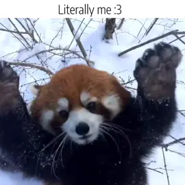 i love redpandas #Redpanda #real #relatable #silly #literallyme #fyp #foryoupage || gonna take a little break from editing 