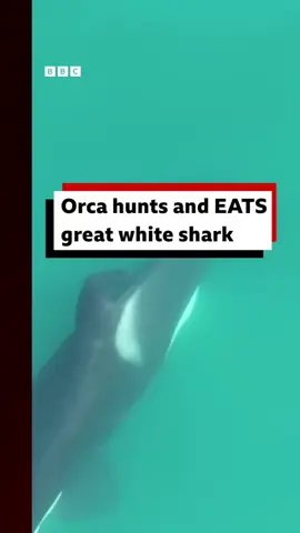 The solitary orca killed the shark and consumed its liver in under two minutes. The study was led by Dr Alison Towner, a marine biologist from Rhodes University in South Africa. #Orca  #KillerWhale  #Whales  #Shark  #GreatWhiteShark  #Ocean  #MarineLife  #MarineBiology  #Sea  #SouthAfrica  #BBCNews