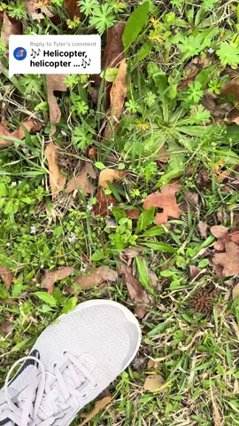 Replying to @Tyler #helikopter #spinningflower #nature #magic 