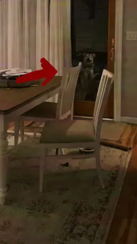 Les photos sont à la fin de la video 😱 #caméra #créature #mystère #découvrir #conspiration #decouvertescientifique #skinwalker #france