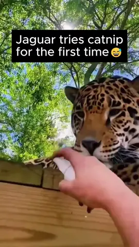 Jaguar tries catnip for the first time. What could possibly go wrong? 😅 #cats #bigcats #wildlife #animals #funnycats