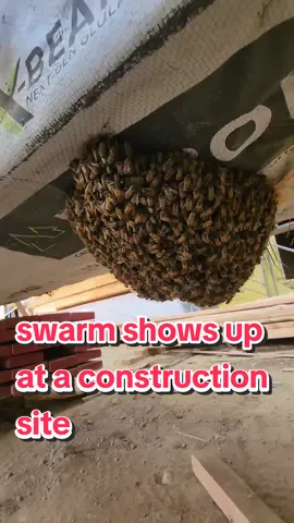 It's swarm season and we often get swarm calls from construction sites. We have a theory that construction sites mimic the smell of a freshly exposed holes on a tree where a branch may have fallen (which is where they would have typically looked for when looking for a place to live).  Swarm season starts in Spring (sometimes earlier depending on location), when flowers start blooming, resources are high, and the bees start to multiply and split. #bee #rescue #construction #bugs 