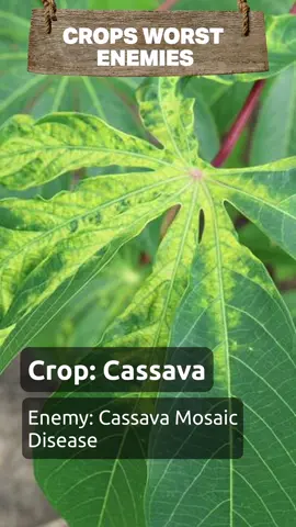 Cassava Mosaic Disease wreaks havoc on cassava fields across Africa. This viral disease mottles leaves, stunts growth, and reduces tuber yields, posing a dire threat to food security. Safeguard your cassava with disease-resistant varieties and strict sanitation practices to fend them off.  #farm #farming #cassava #plants 
