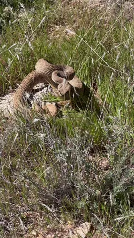 Big boy letting me know to keep watching where I walk, since tall spring grass can make it easy to accidentally step on sleepy sunbathers.