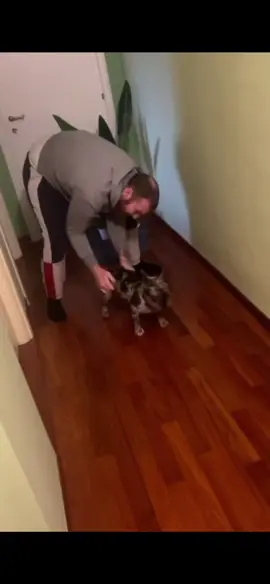 Charged up 🔋 #dog #slippery #laminate #funny #Running #frenchie #frenchbulldog #fyp #viral 