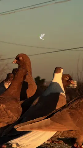ANLAMLI BİR SÖZ BIRAK ..🥀🕊️                                                                                                                            #musaozgl #şanlıurfam  #storylikvideolar📌 #storyliksarkilar #fypシ゚viral #guvercin 