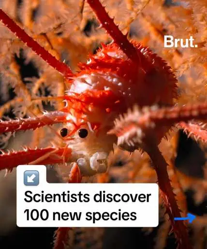 Scientists discovered 100 new species off the coast of Chile. Take a look at the new discoveries… Photos: Schmidt Ocean Institute