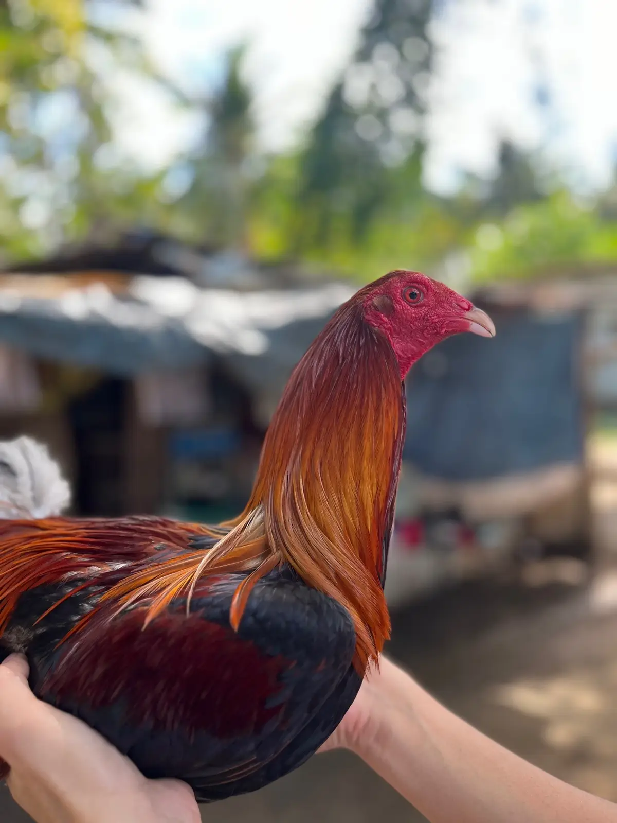 Red kelso kasangkapag for breeding #bloodline #fyp #foryoupage #viral #trend #thebackyardbreeder #manoknaquality #farmislife #manokislife 