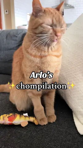 If youre wondering why he does this its because he is actually a shark #marinebiology #orangecat #catsoftiktok 