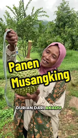 Mau panen durian musangking di pohon yang pendek seperti ini? Hayu tanam bibit durian dari AA Kadu, kita bagikan juga ilmu menanamnya  #durian #kebundurian #bibitdurian #panendurian #petanidurian 