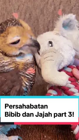 Jajah is Back!!❤️ #bibibfamily #owls #cuteanimals #burunghantu #videolucu #cute #owlsoftiktok 