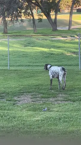 Wyatt’s favorite time of the day, harrssing the deer that are to close to close his fence. Also, Wyatt has been living his best life since having his cancerous tumor removed. He has not shown any signs of slowing down, and we are thankful that he has many more years with us. He is our walking miracle! #foryoupage #wyattswarriors #wyattthegsp #fluffcancer #fyp 