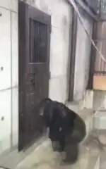 monkey knocking on a door #funny #memes 