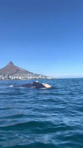 Cape Town Kayaking 🐳 experience of a lifetime seeing this creature up so close 🙏 forever grateful #whalespotting #capetownocean #capetown #whale #whales #whalewatching #capetownkayakadventures 