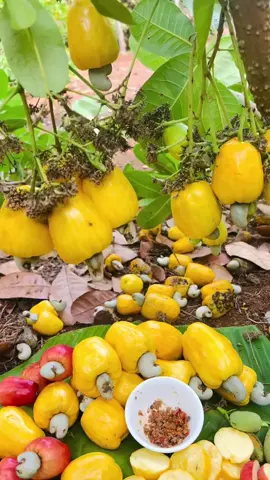 bình phước quê mình đã vào mùa điều rồi nha mấy fen ơi, làm chén muối ớt đi mình chấm muối ăn thôi 