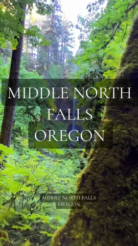 Middle North falls at Silver Falls State Park in Oregon #waterfall #oregon #pacificnorthwest #naturelovers #naturelove #sunnyday #fyp #pnw #pov 