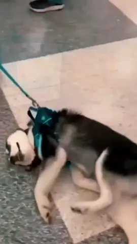 Rindo até chorar: O cachorro que se recusa a sair do cantinho, mesmo quando puxado pela coleira enquanto dorme! #cachorrosdivertidos #viral