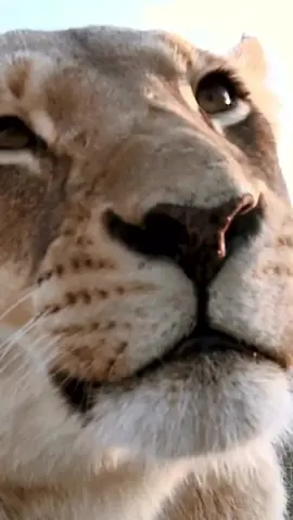 the look of a sad lioness. Lioness closeup on safari