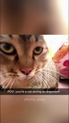Look at the end…😂 Funny cats videos #cat #funnyanimals #funnypets #fyp 