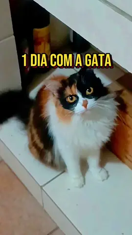 @André e Gata 🙂❤️🐱essa minha gatinha é realmente um anjinho!!! não me dá trabalho nenhum essa princesa tricolor que eu amo tanto. até as vet comentaram como ela é fofinha e boazinha 🥹❤️ #gatos #diadegato #gatatricolor #foryoupageee 