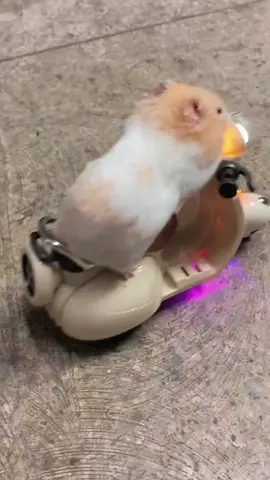 #hamsters #cuteanimals #cutehamster #cute #fyp 