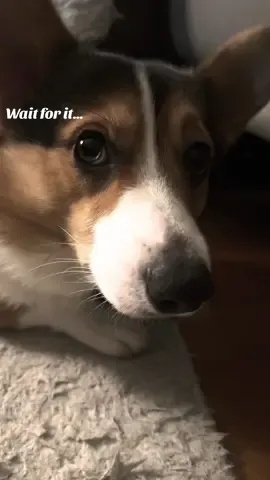 Lil Yoshi poo woke up from a nap 🐶💤🐾 #corgis #cutedogsoftiktok #corgisoftiktok #boopthesnoot 