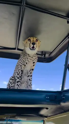 Prepare for the unexpected 😲  Cheetahs in Masai Mara, Kenya and Serengeti, Tanzania may jump onto stationary vehicles to gain a better lookout. Usually cheetah will use termite & grass mounds, but are opportunistic animals. Plan your boutique safari today;  Email 📨 info@thegreensafaricompany.com #travel #wanderlust #travelbucketlist #travelers #traveladdict #safaris #bucketlist