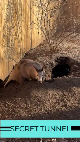 Shhh 🤫 it's a secret. #detroitzoo #detroit #zoo #aardvark #secrettunnel #michigan #fyp