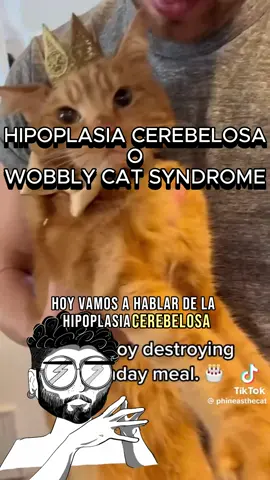 Hoy hablamos de la Hipoplasia cerebelosa o Wobbly Cat syndrome. Una condición que si bien es muy vistosa, no le impide a los gatos tener una excelente calidad de vida. #divulgacion #gatos #gatosdetiktok  #salud #hipoplasiacerebelar #cerebellarhypoplasia #wobblycat 