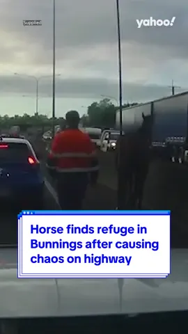 Horse finds refuge in #Bunnings after causing chaos on highway 🐴 #yahoonews #yahooaustralia 