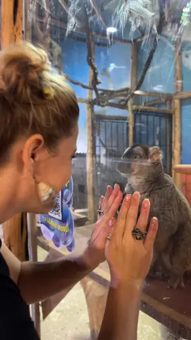 Aappa is the sweetest boy ! #lemur #zoo #aquarium #brownlemur 