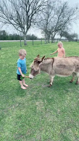 First carrot out of the garden for Henry #homestead #homesteading #homesteadtoktok #garden #gardening #gardentok #minidonkey #donkey #donkeysoftiktok #donkeyoftiktok #donkeytok #fyp #foryou #foryoupage #foryourpage #fypシ #kidsoftiktok 