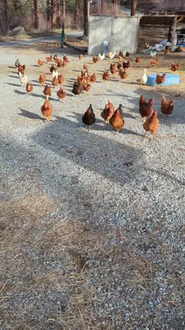 Hi Ladies! #chickenmom #crazychickenlady #farmlife #homestead 