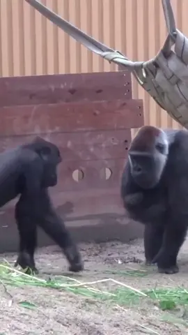 The end #funny #funnyanimals #PetsOfTikTok #pet #foryou #funnypets #funnyvideos 
