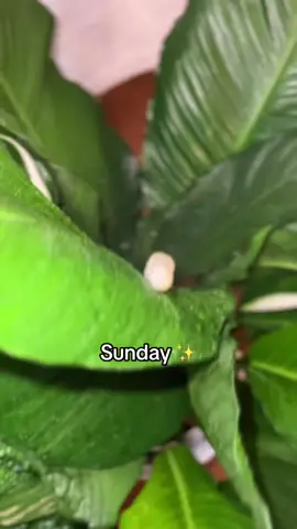 Sunday in My Life