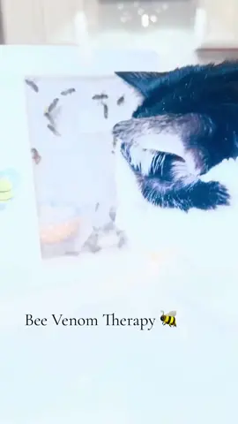 Little healers 🐝 #beevenomtherapy #beevenom #beesting #lymedisease #babesia #bartonella #healing 