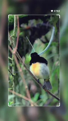 #CapCut #fyp #viral  Royal Ballet: King of Saxony’s Courtship Dance in Papua New Guinea 🕊️👑 #KingOfSaxonyDance #Shorts #beautifuloverland The King of Saxony Bird of Paradise, a regal marvel in the forests of Papua New Guinea, boasts an extraordinary courtship display. The male, adorned with exquisite head plumes, engages in an enchanting dance to attract a mate. His long, ornate feathers mimic the elegance of a king’s crown, creating a spectacle of unparalleled beauty. Amidst the lush foliage, the King of Saxony showcases the artistry of avian courtship in the heart of the rainforest. #KingOfSaxonyDance #PapuaNewGuineaBirds #NatureElegance #BlackNapedMonarch #TropicalBeauty #AvianWonders #Shorts #BeautifulOverland #BirdwatchingAdventure #southeastlondon #AsiaBirds #NatureSerenity #FeatheredGems #TropicalSymphony #WildlifeEncounter #BirdingParadise #NatureLover #NaturePhotography #FlightOfWonder #BirdsOfInstagram #ShortFilmMagic #DiscoverNature #BeautifulBirds #JungleMelodies @عالم الافتراس 