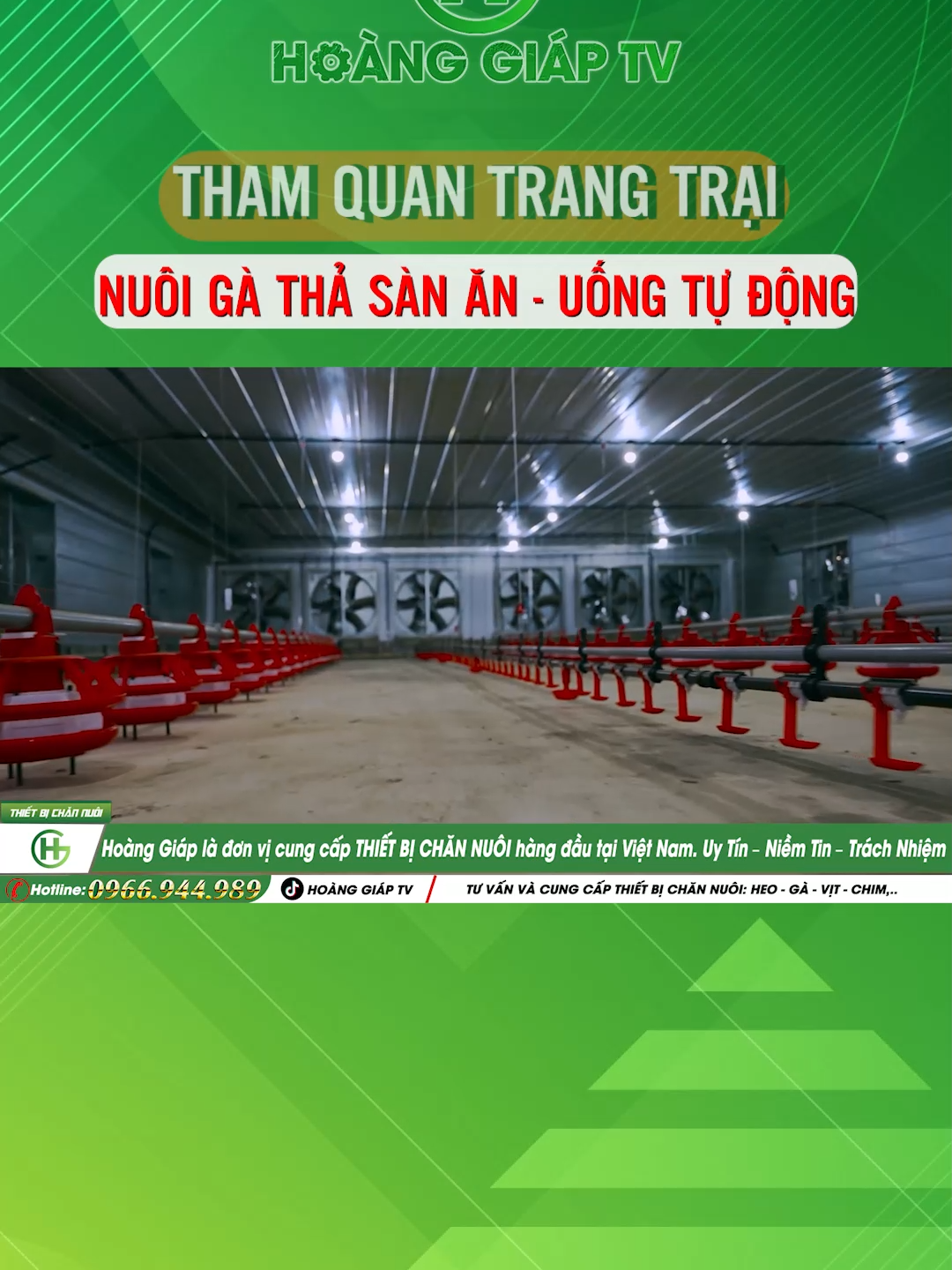 Tham quan trang trại chăn nuôi gà thả sàn: Hiện đại - tự động hóa #channuoi #channuoiga #nuoiga #thietbichannuoi #nongnghiep #hoangiaptv #xuhuong