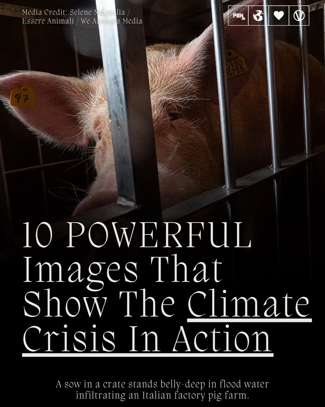 The climate crisis is casting a dire shadow over the natural world, profoundly affecting both wildlife and farmed animals. As temperatures soar and weather patterns become increasingly erratic, we are witnessing a disturbing rise in catastrophic events like floods and forest fires.  These calamities are not just distant news stories; they are real-life tragedies that result in the loss of countless lives. Wildlife, already struggling with habitat loss and pollution, are finding their survival further threatened as they face extreme weather conditions and natural disasters. Similarly, farmed animals, often confined in spaces with limited mobility and escape routes, become tragically vulnerable during these events.  The scenes of animals trapped in floods or fleeing from raging fires are heart-wrenching reminders of the tangible impacts of climate change. This crisis is not just about statistics and future predictions; it's a present reality with immediate, devastating consequences for living beings who share our planet. #climate #vegan #animals 